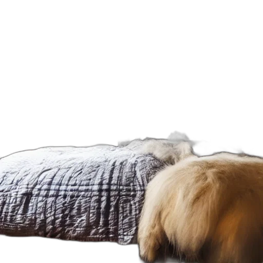 furniture, animal, hair, creature transparent PNG cut-out