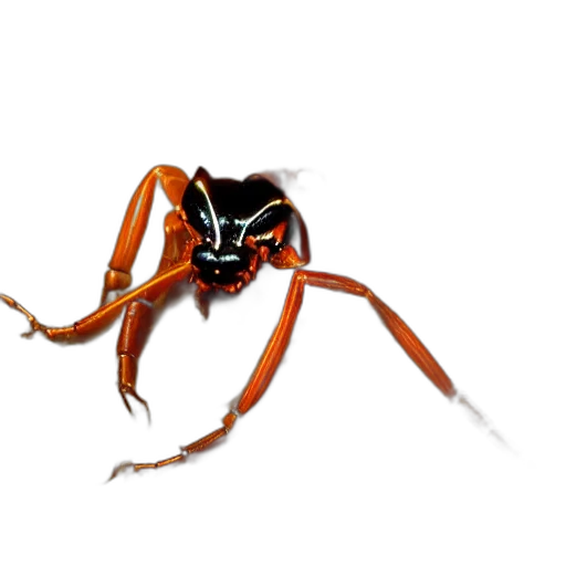 animal, creature, mask, weapon transparent PNG cut-out