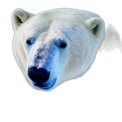 animal, creature, face, mask transparent PNG cut-out