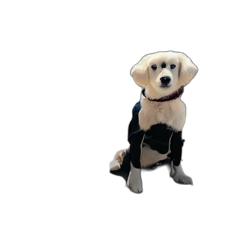 jacket, staff, animal, robot transparent PNG cut-out