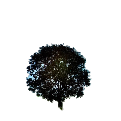 tree, crown, hair, animal transparent PNG cut-out