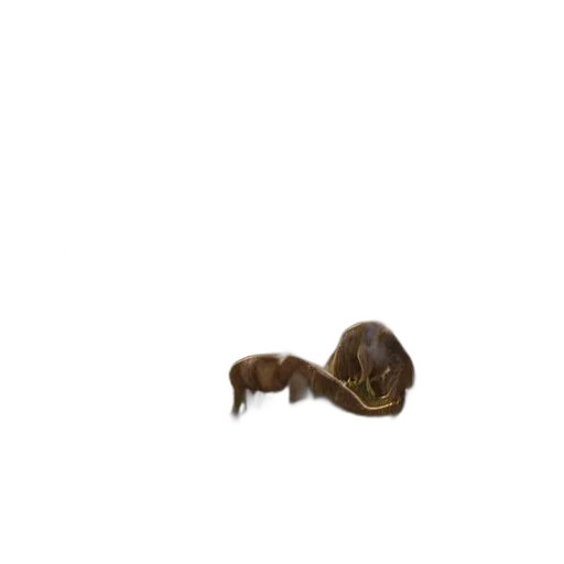 animal, creature, hair, hat transparent PNG cut-out