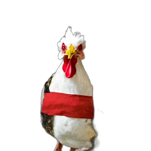 animal, food, dress, hat transparent PNG cut-out