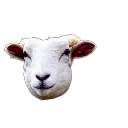 animal, mask, face, hat transparent PNG cut-out