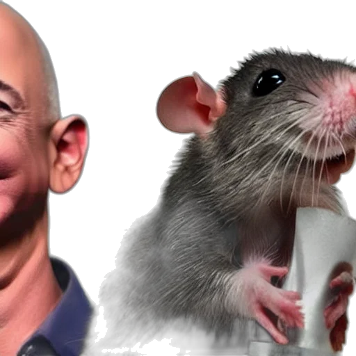 animal, creature, rat, jeff transparent PNG cut-out