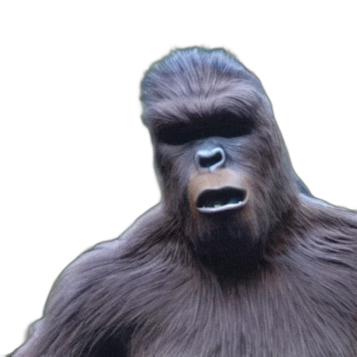 animal, creature, face, hair transparent PNG cut-out