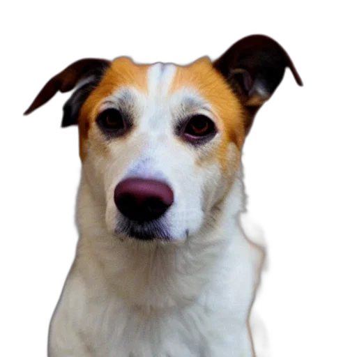 animal, staff, face, creature transparent PNG cut-out