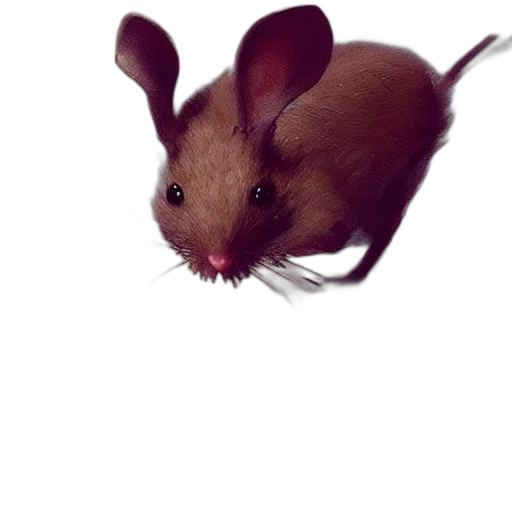 animal, creature, hair, hat transparent PNG cut-out