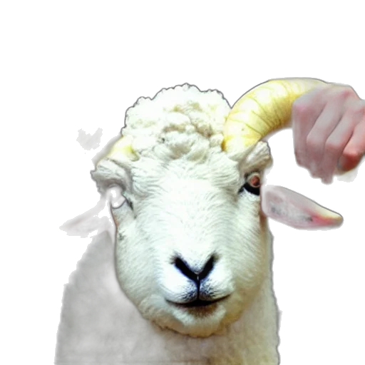 animal, weapon, creature, face transparent PNG cut-out