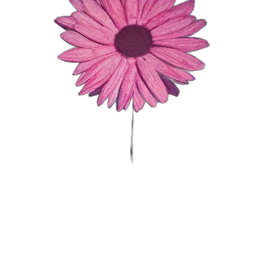 flower, umbrella, staff, jewelry transparent PNG cut-out
