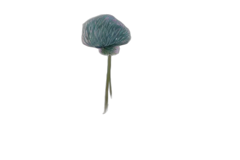 hat, umbrella, flower, hair transparent PNG cut-out