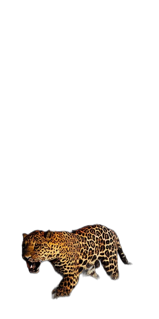 shoes, animal, hat, crown transparent PNG cut-out