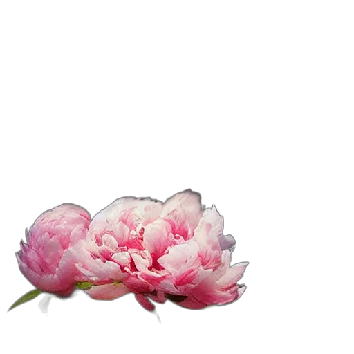 flower, crown, jacket, jewelry transparent PNG cut-out