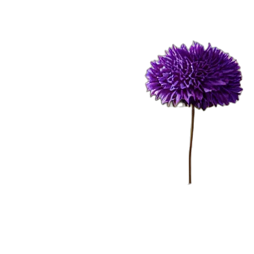flower, umbrella, staff, crown transparent PNG cut-out