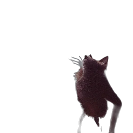 animal, creature, hair, staff transparent PNG cut-out