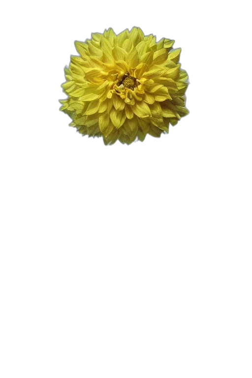 flower, crown, jewelry, staff transparent PNG cut-out