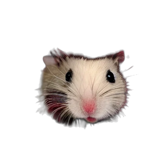 animal, creature, face, hat transparent PNG cut-out