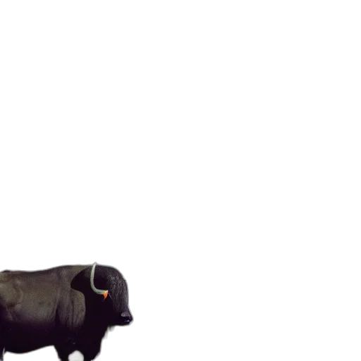 animal, creature, food, weapon transparent PNG cut-out