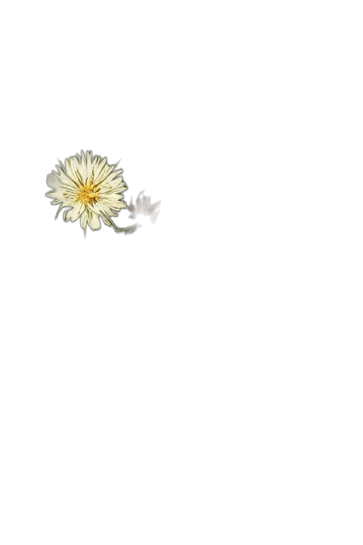 flower, jewelry, crown, weapon transparent PNG cut-out