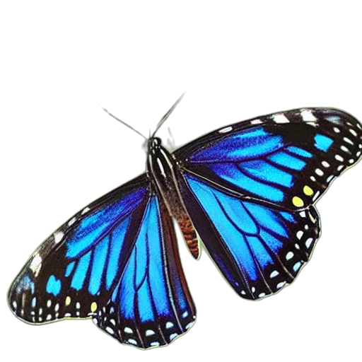 animal, jewelry, creature, crown transparent PNG cut-out