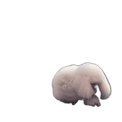 animal, creature, hair, hat transparent PNG cut-out