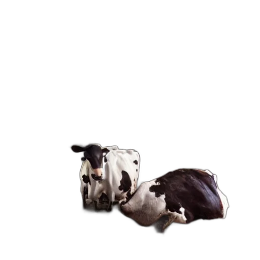 animal, shoes, food, weapon transparent PNG cut-out