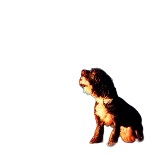 animal, staff, creature, crown transparent PNG cut-out