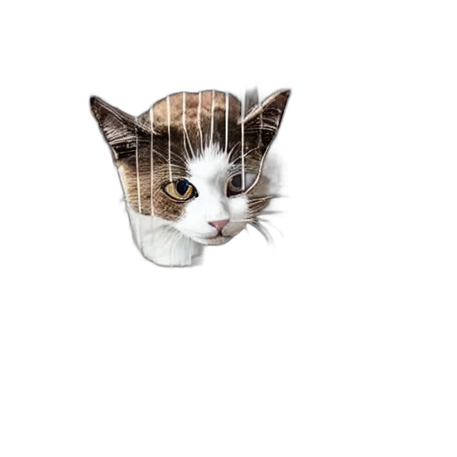 hat, animal, face, creature transparent PNG cut-out