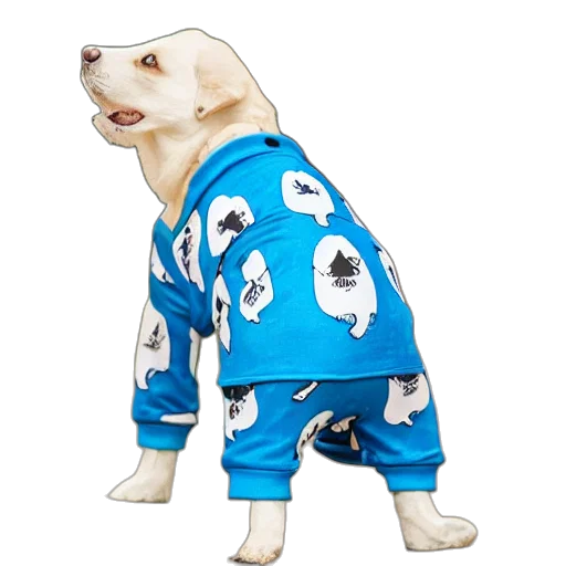jacket, animal, blue, dog transparent PNG cut-out