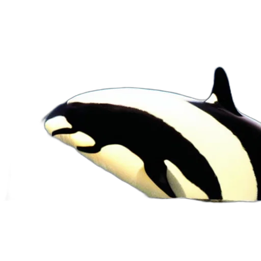 animal, mask, jewelry, food transparent PNG cut-out