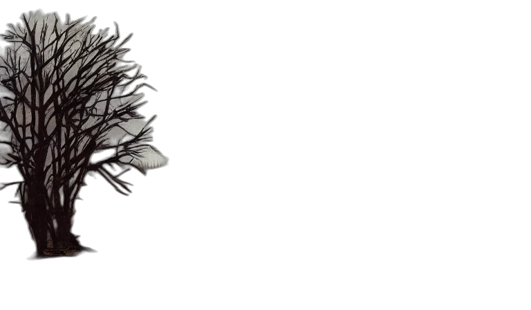hair, crown, flower, jewelry transparent PNG cut-out