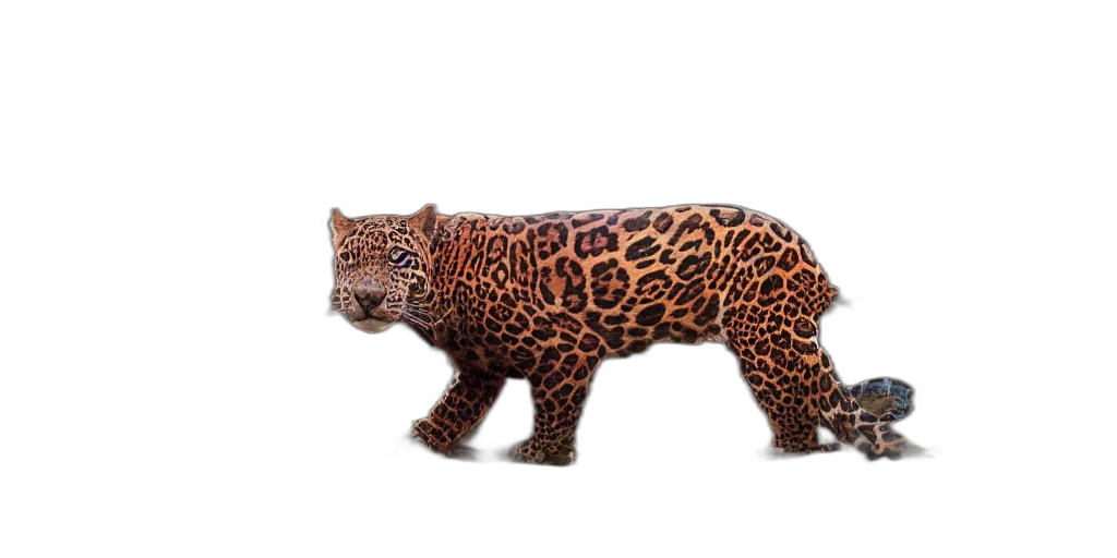 animal, creature, car, weapon transparent PNG cut-out