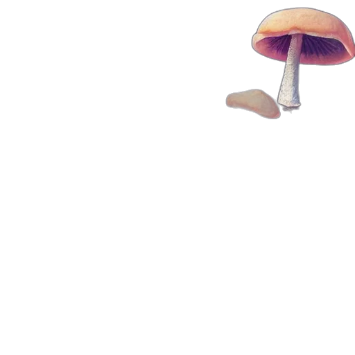 hat, umbrella, furniture, food transparent PNG cut-out