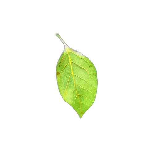 tree, food, staff, jacket transparent PNG cut-out