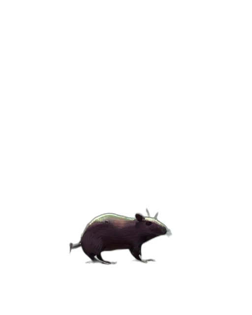 animal, creature, hat, hair transparent PNG cut-out