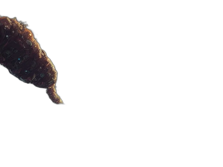 animal, creature, staff, hair transparent PNG cut-out