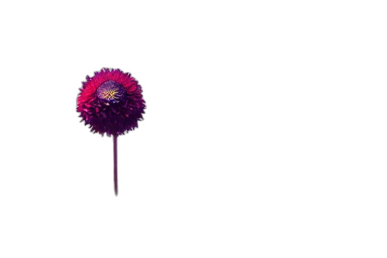 flower, umbrella, staff, crown transparent PNG cut-out
