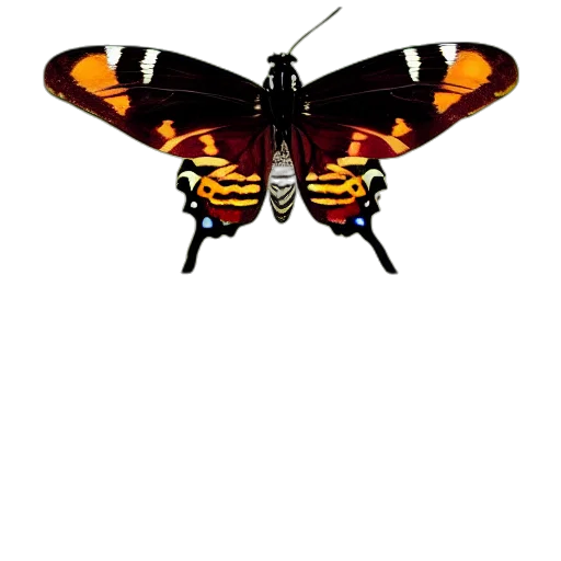 animal, creature, staff, jewelry transparent PNG cut-out