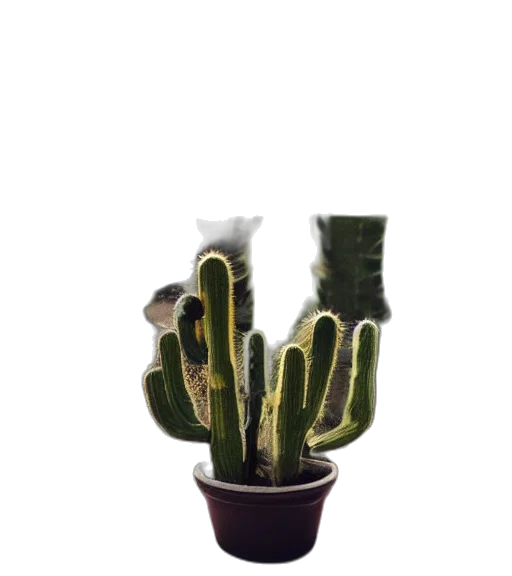 crown, staff, creature, hat transparent PNG cut-out