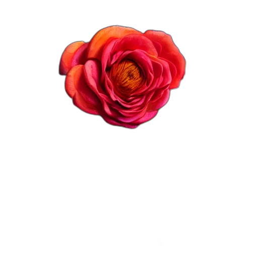 flower, crown, jewelry, hat transparent PNG cut-out