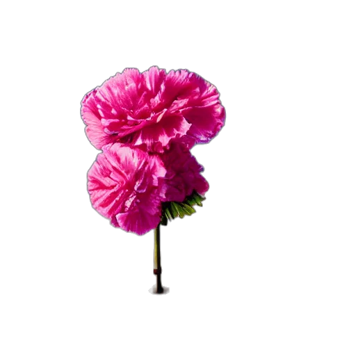 flower, umbrella, crown, hat transparent PNG cut-out