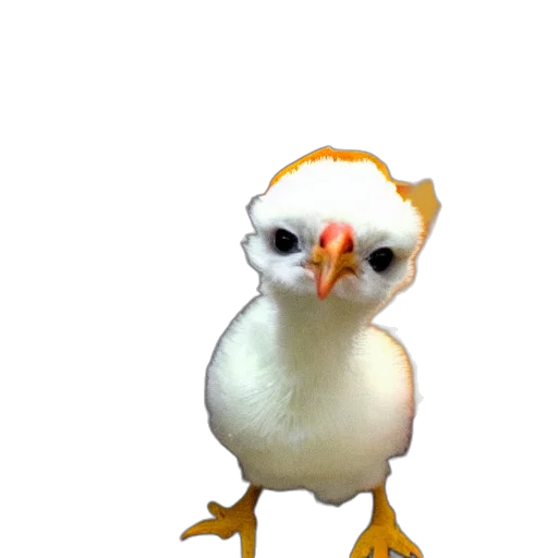 animal, creature, staff, robot transparent PNG cut-out