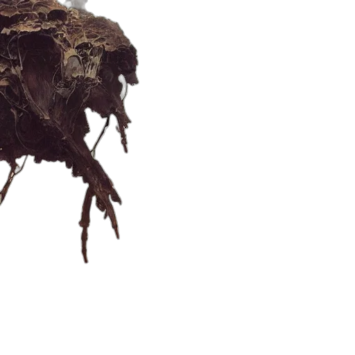 hair, crown, mask, creature transparent PNG cut-out