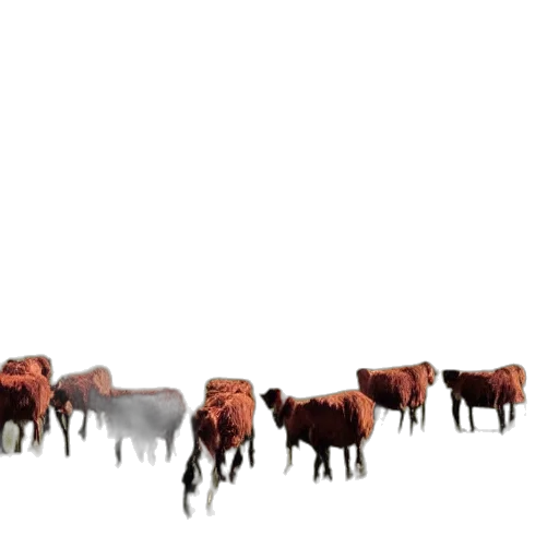 animal, furniture, food, creature transparent PNG cut-out