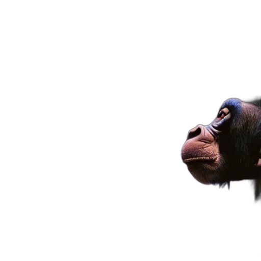 animal, mask, face, creature transparent PNG cut-out