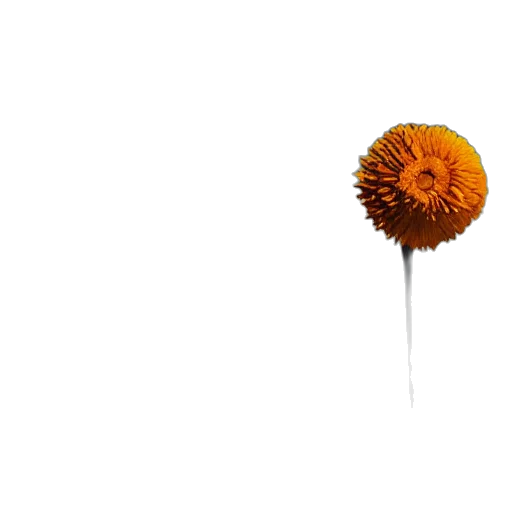 flower, umbrella, hair, staff transparent PNG cut-out