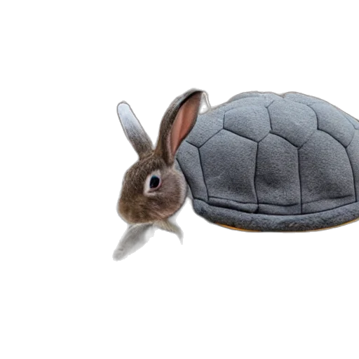 hat, animal, creature, jacket transparent PNG cut-out