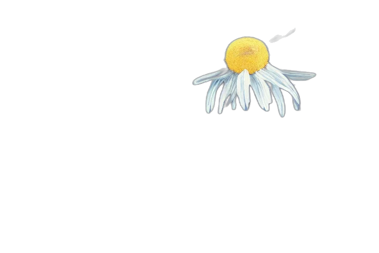 flower, crown, umbrella, jewelry transparent PNG cut-out