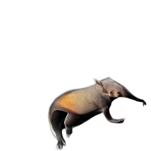 animal, creature, staff, dragon transparent PNG cut-out