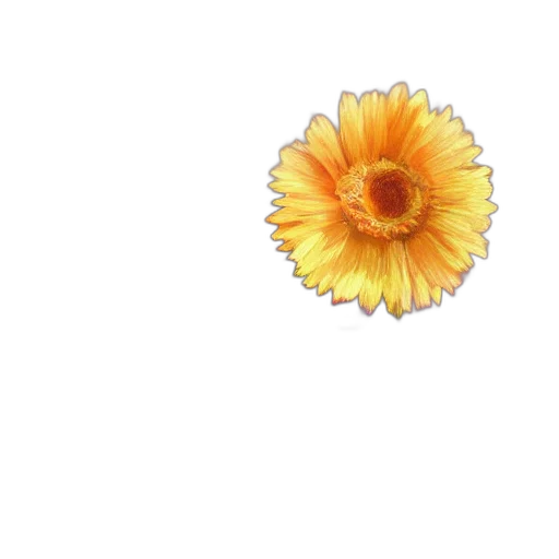 flower, crown, jewelry, hair transparent PNG cut-out